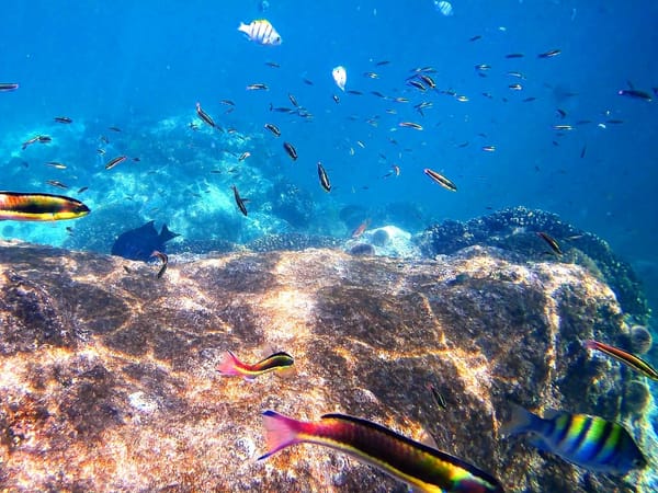 Coral Reefs: Ecological Lifelines at The Edge of Extinction